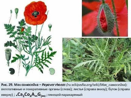 Систематика мака