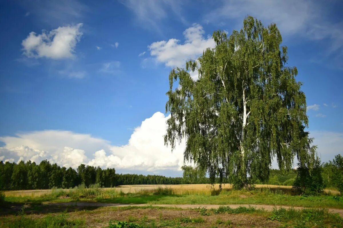 Березка рф. Береза бородавчатая Калуга. Берёза ойковская. Березовая роща Якутии. Деревья Якутии береза.