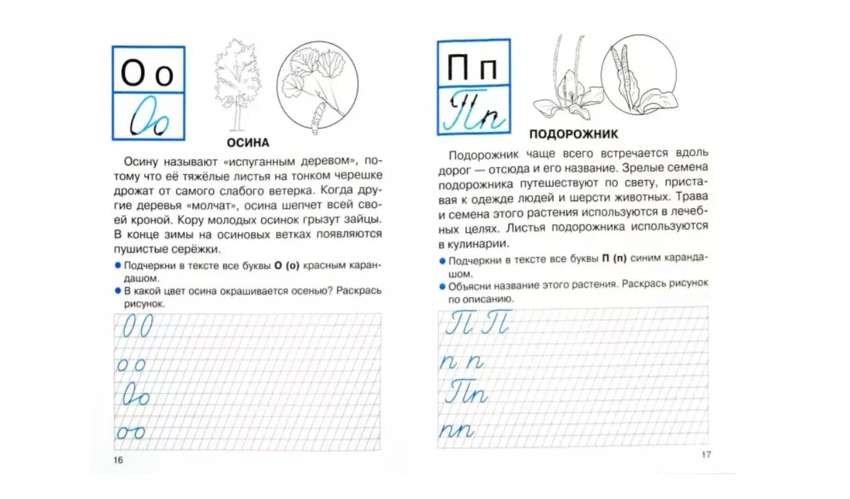 Текст для прописи 1. Ларина т. я. прописи для 1 класса. Прописи с рассказами о растениях. Прописи рассказ. Прописи 1 класс текст. Прописи 1 класс с рассказами.