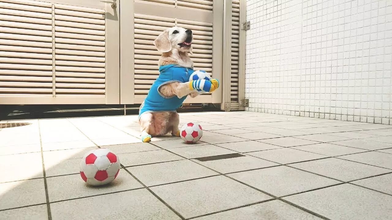 Catch a Ball. Игра в Сокс мяч видео. Catch a Ball Bamboozle. Гоша Дударь Roll a Ball.