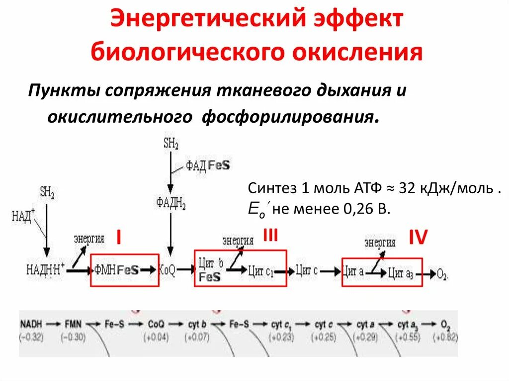 Схема процесса биологического окисления. Дыхательная цепь митохондрий реакции. Биологическое окисление дыхательная цепь. Дыхательная цепь биохимия. Окислительное фосфорилирование этап гликолиза