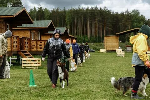 Кинологические лагеря