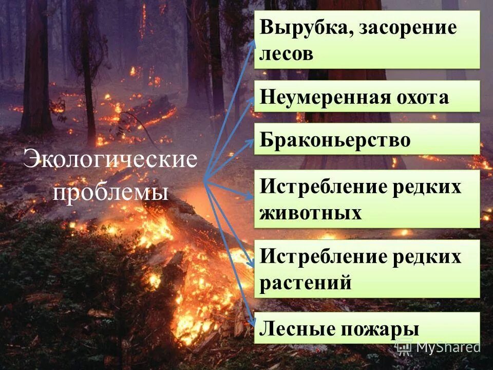 Лесные проблемы россии. Экологические проблемы леса. Экологические проблемы леса России. Проблемы лесов России. Проблемы зоны лесов.