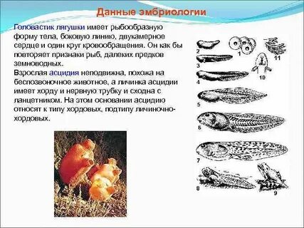 Форма тела головастика