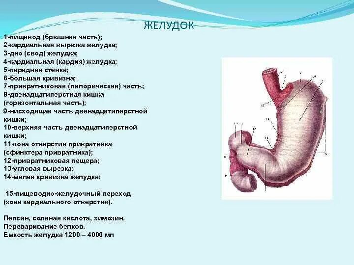 4 части желудка. Кардиальная вырезка желудка. Кардиальный отдел желудка и пищевода.