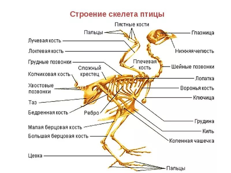 Отделы тела птиц 7 класс