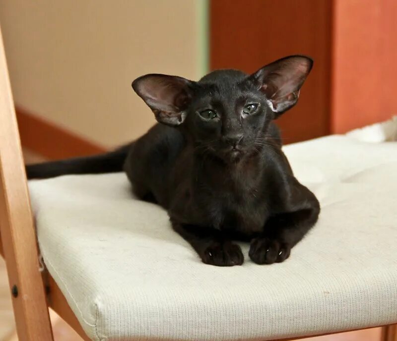 ориентал сиам. восточный ориентал кошка. кошка ориентал короткошёрстная. кот породы ориентал. черный ориентальный кот помесь.