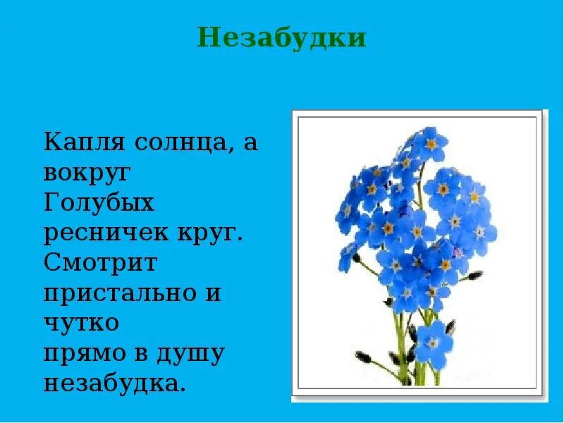 Незабудка рассказ. Стихи про незабудки. Стих про незабудку для детей. Стихи про незабудки короткие. Четверостишие для детей про незабудки.