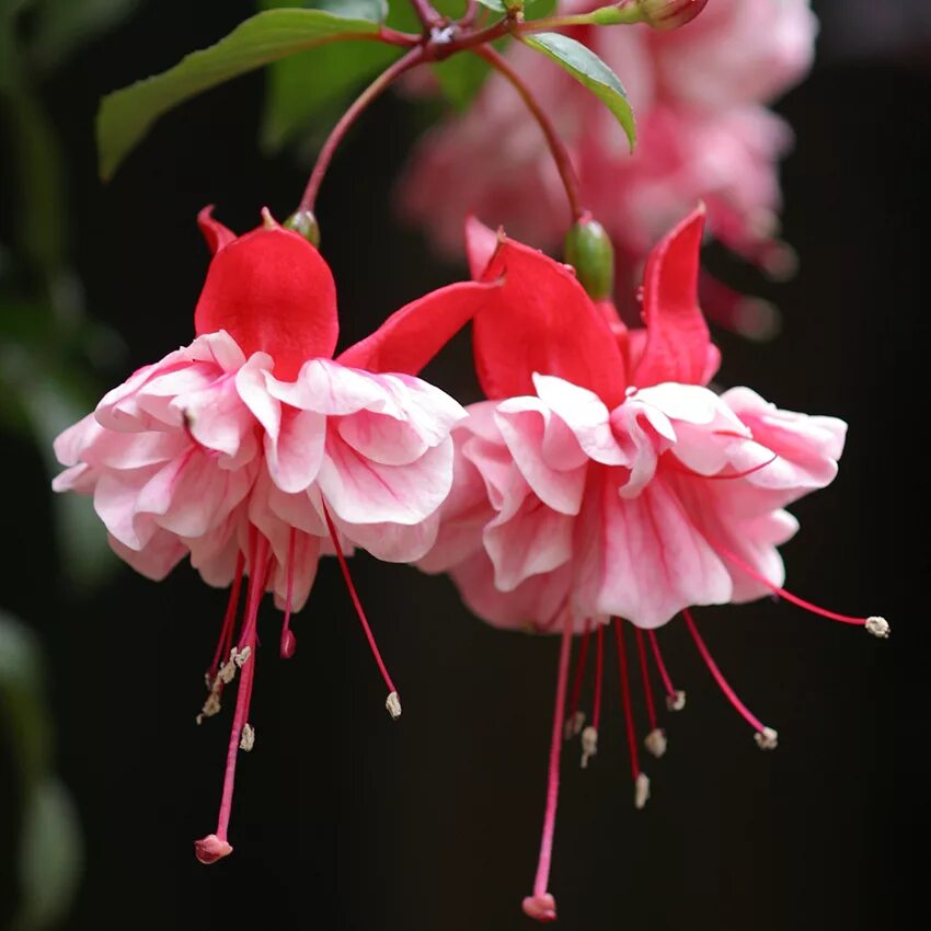 Фуксия фото. Фуксия Хабанеро. Фуксия Leonita Double Pink-White. Фуксия nice easy. Фуксия Сноуфайр.