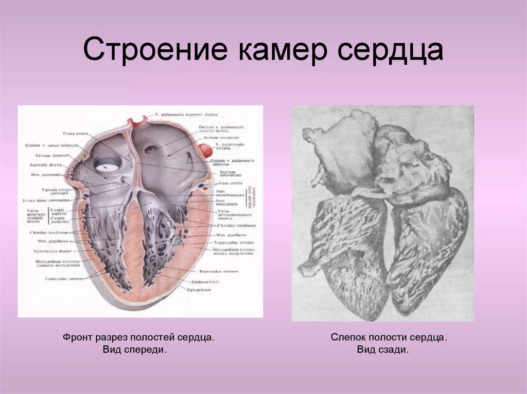 Строение камер сердца. Строение сердца камеры сердца. Камеры сердца анатомия. Строение полости сердца.
