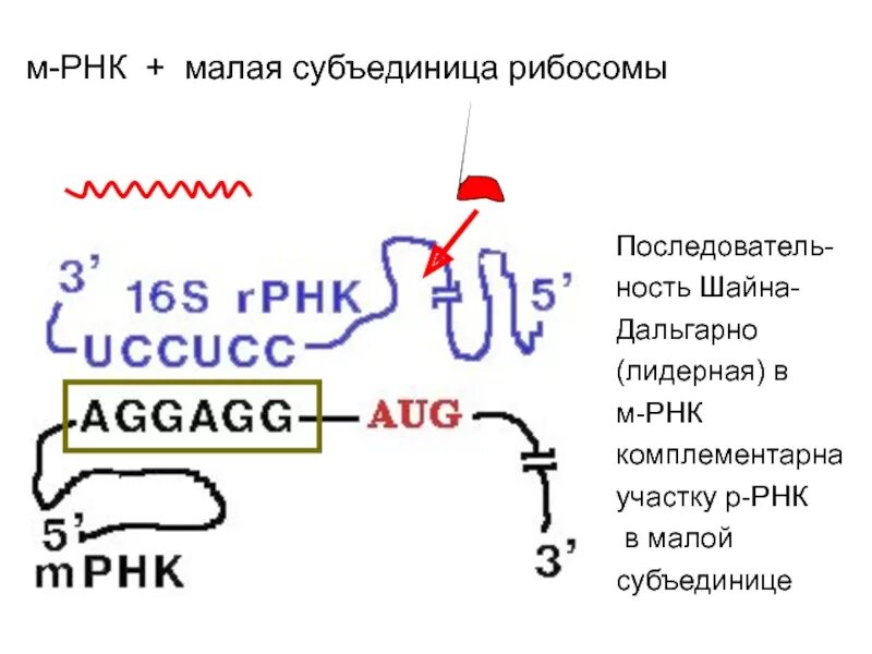 Малая субъединица РНК. РНК В малой субъединице рибосом. Механизм «узнавания» матричной РНК малой субчастицы рибосомы. РНК В большой субъединице рибосом.