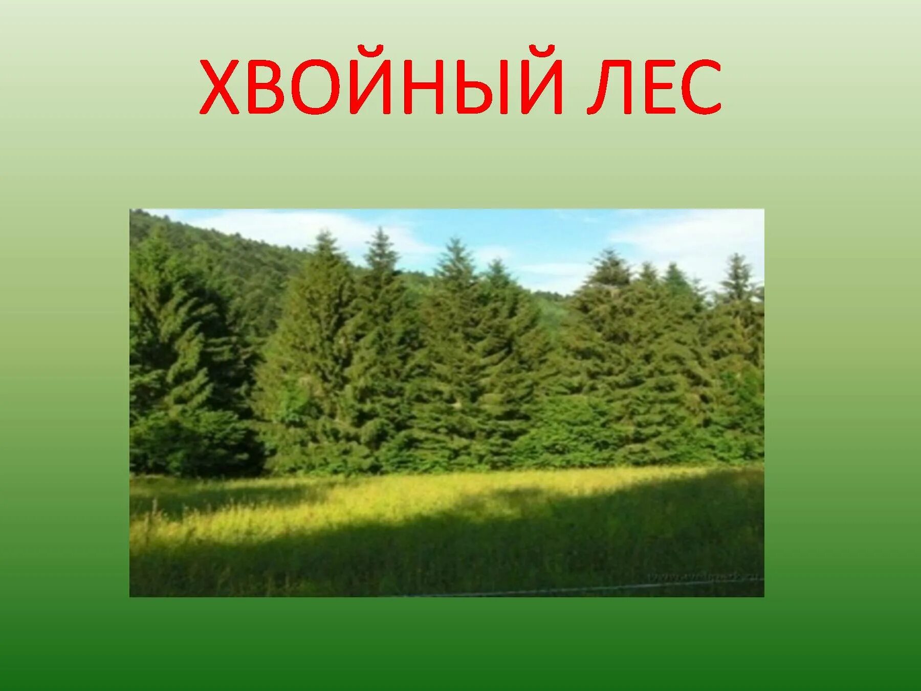 Презентация на тему лес. Тема урока лес. Леса России презентация. Проект жизнь леса.