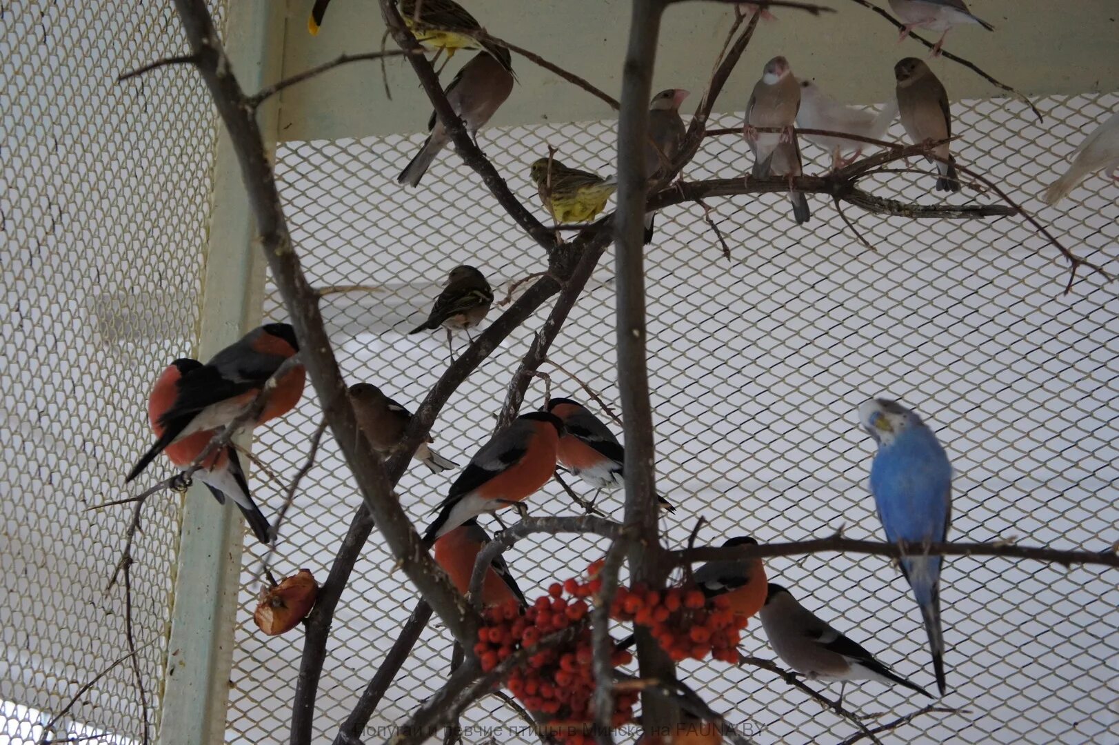 Тайный мир певчих птиц. Певчие птицы названия. Вольер для певчих птиц. Вьюрковые зяблик птенцы. Певчие птицы вольерах.