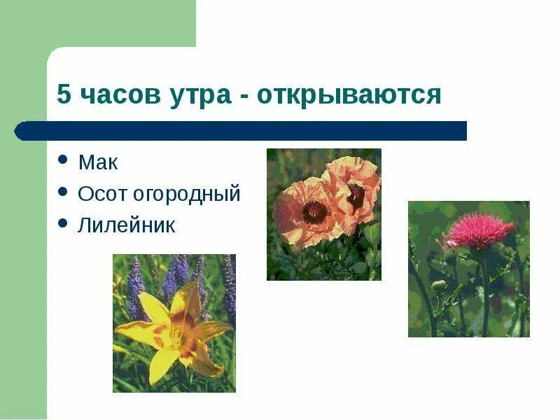 Растения барометры для дошкольников. 5 Растений барометров. Осот огородный формула цветка. Растения барометры картинки.