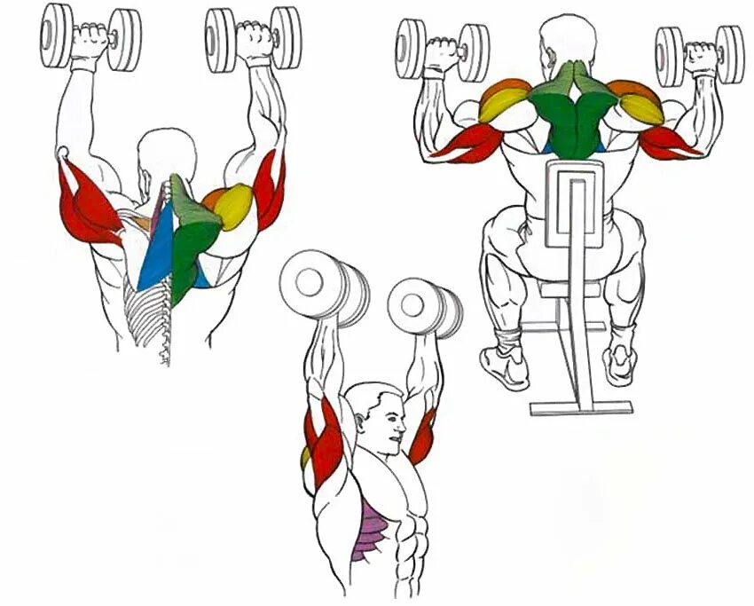 Гантели дельтовидные мышцы. Жим гантелей на дельты. Жим гантелей сидя на дельты. Тренировка дельтовидных мышц гантелями. Жим гантелей стоя армейский жим.
