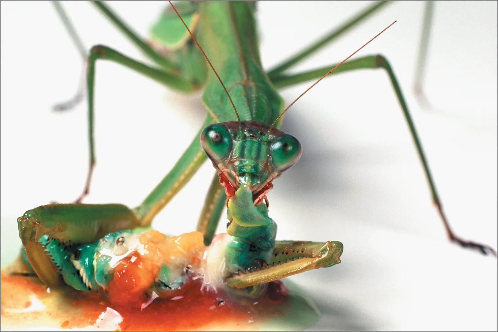 Самец богомола после спаривания. Богомол Mantis religiosa самка. Камакурас богомол. Самка богомола насекомое съедает самца. Богомол каннибал.