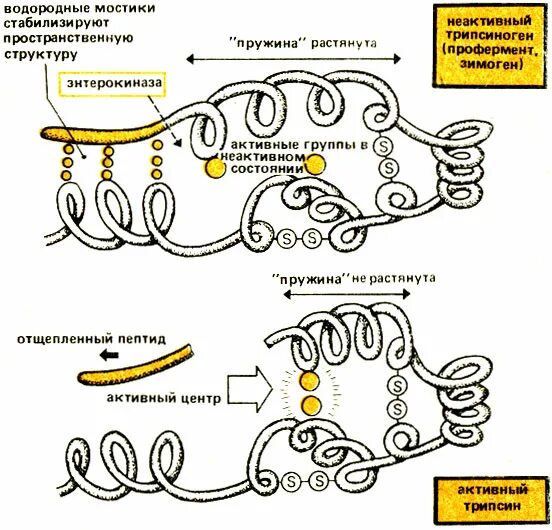Водородные мостики. Неактивный трипсиноген. Трипсиноген структура. Водородный мостик. Трипсиноген рисунок.