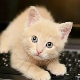 Котенок кате