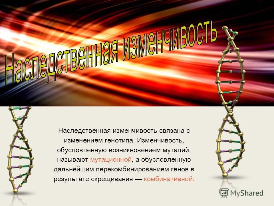 Мутационная изменчивость связана с изменением. Изменчивость организмов наследственная и ненаследственная. Этапы взаимодействия вируса с клеткой интегративная инфекция. Изменчивость связанная с изменением генотипа определенная неопределенная. Наследственная изменчивость связана с изменением генотипа.