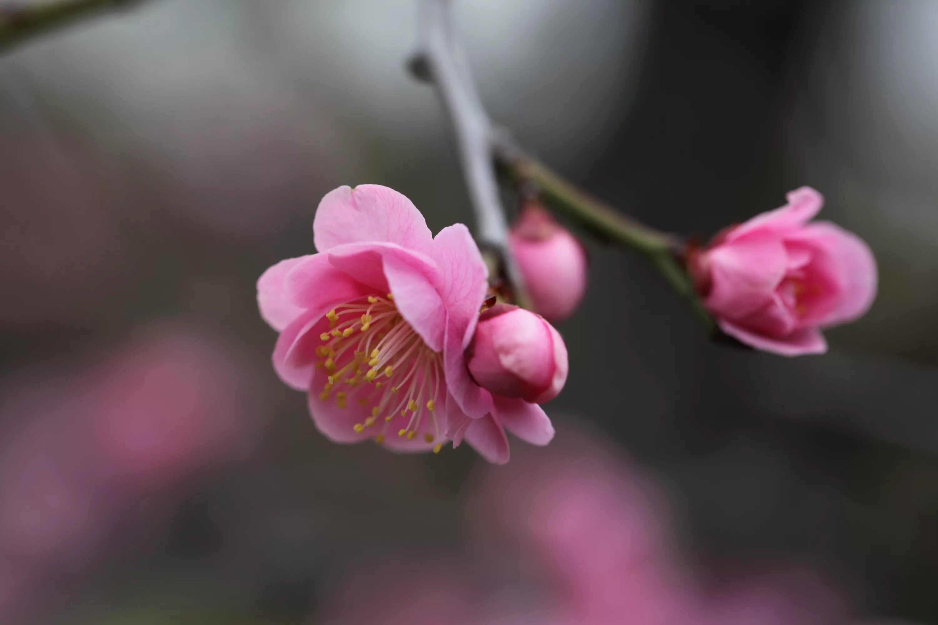 Прунус блоссом розовый. Цветы Умэ японская слива. Цветение Сакуры бутоны. Цветы вишня Сакура. Бутон сакуры