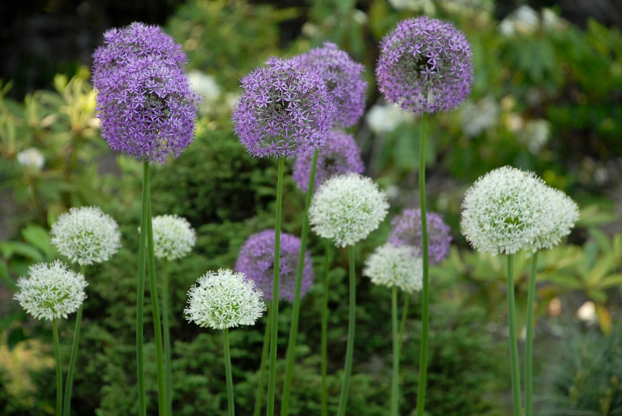 Лук гладиатор. Аллиум Гладиатор. Аллиум Гладиатор (Allium Gladiator). Лук декоративный аллиум Гладиатор. Allium Gladiator лук декоративный Гладиатор.