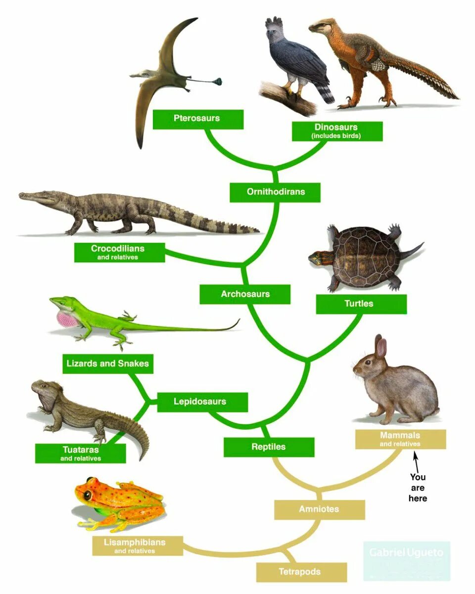 Reptiles mammals. Филогенетическое Древо рептилий. Эволюционное Древо рептилий. Эволюционное Древо архозавров. Схема систематика пресмыкающихся.