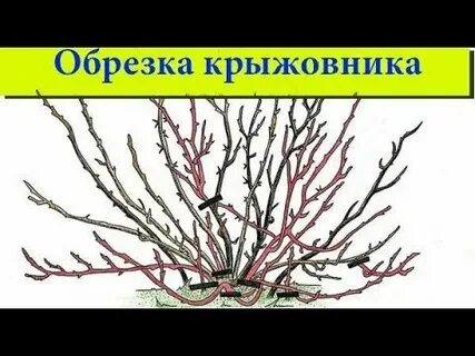 Как подстричь крыжовник осенью