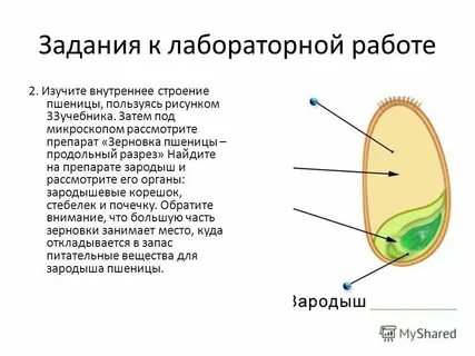 Зародыша злаков