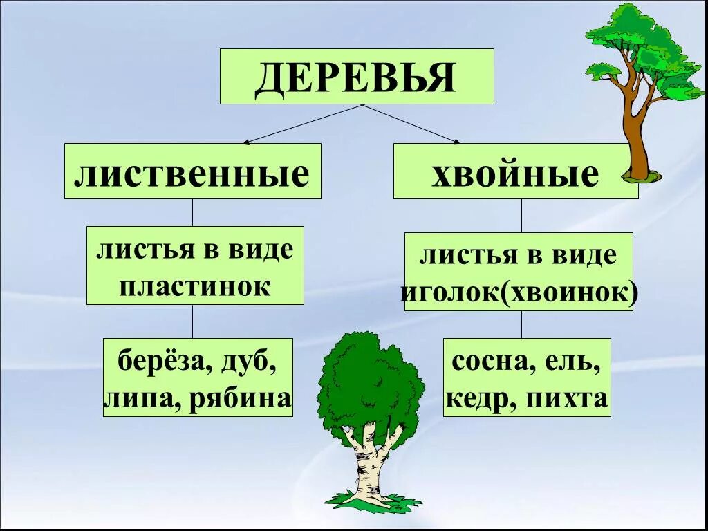 Лиственные и хвойные деревья. Хвойные и лиственные породы деревьев. Лиственные и хвойные деревья для дошкольников. Хвойно-лиственные группы растений. Текст лиственные растения