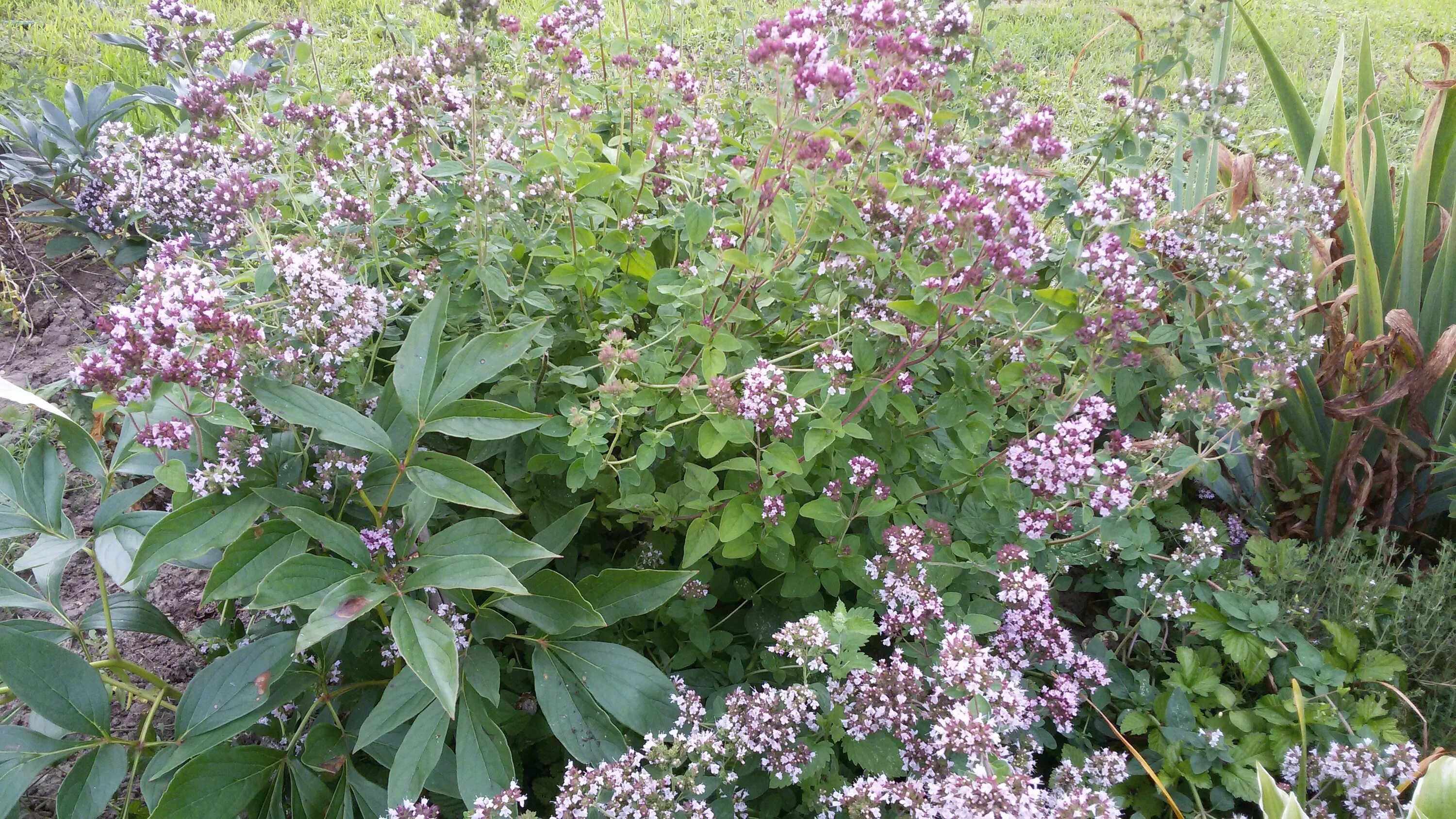 орегано (душица). трава душица материнка. душица обыкновенная (орегано). душица обыкновенная (origanum vulgare). трава душицы обыкновенной.