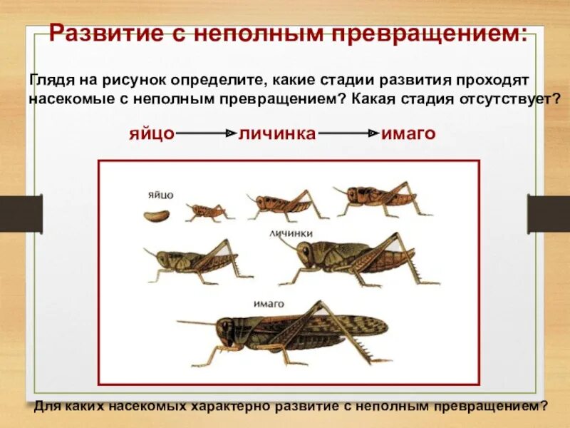 Неполный цикл развития насекомых. Схема развития насекомых с неполным превращением. Цикл развития с неполным превращением. Жизненные циклы насекомых с полным и неполным превращением.
