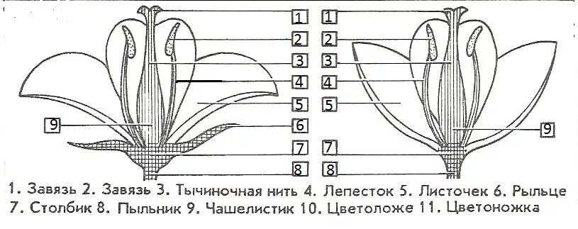 Чашелистик пыльник и завязь на рисунке цветка. Подпишите чашелистик пыльник завязь. Подпишите на рисунке чашелистик пыльник завязь. Чашелистик пыльник завязь. Чашелистник, пыльник и завязь на рисунке.