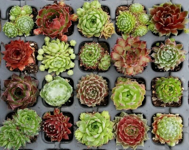 Мята яблочная. Известные сорта растений. Мята круглолистная ананасминце. Семена. Вид сорт растения.