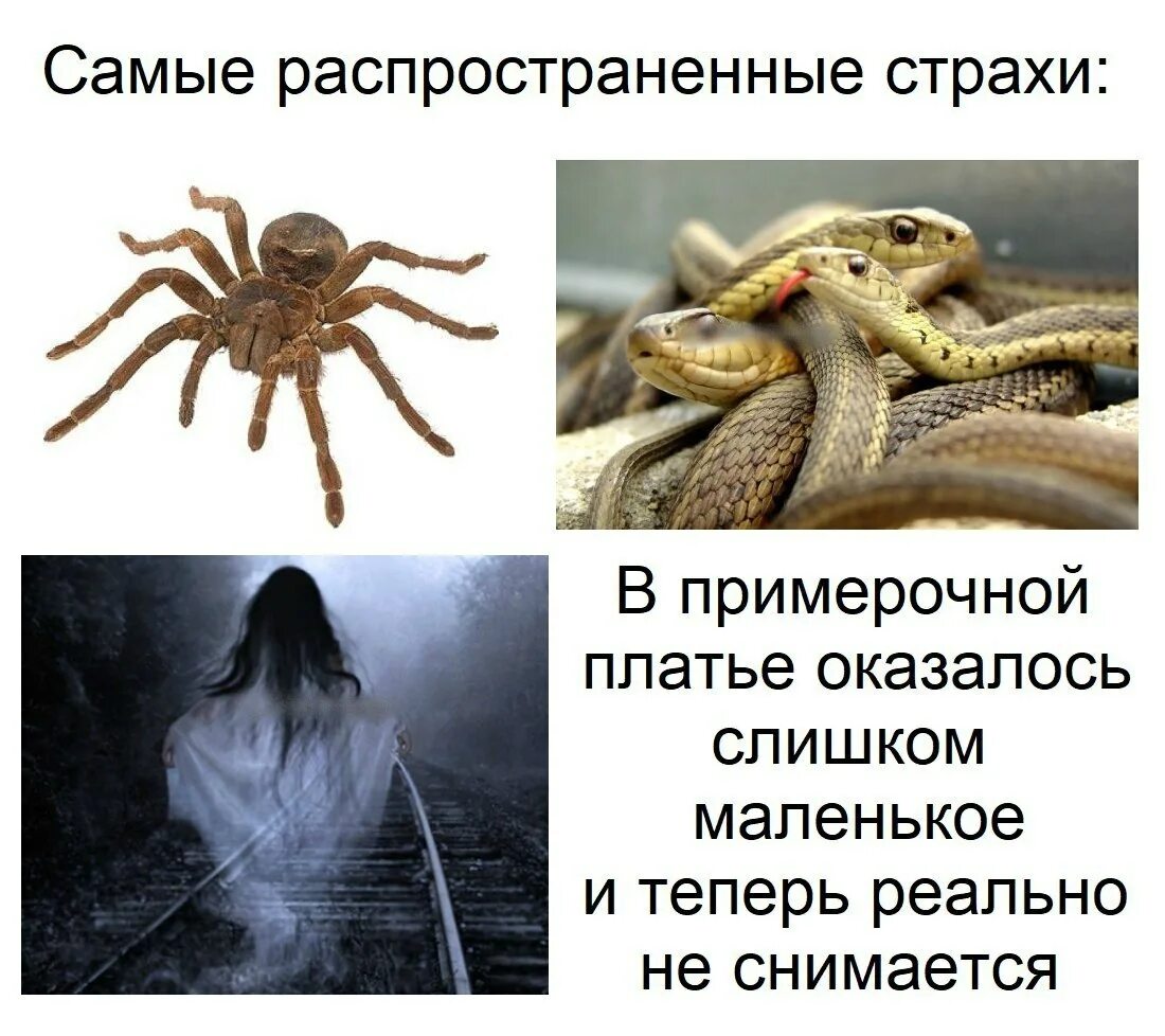 Самые распространенные фобии в мире. Самые распространенные страхи. самый распространенный страх. самый распространённый страх. самый распространенный страх в мире.