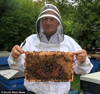 Пчелы и интернет