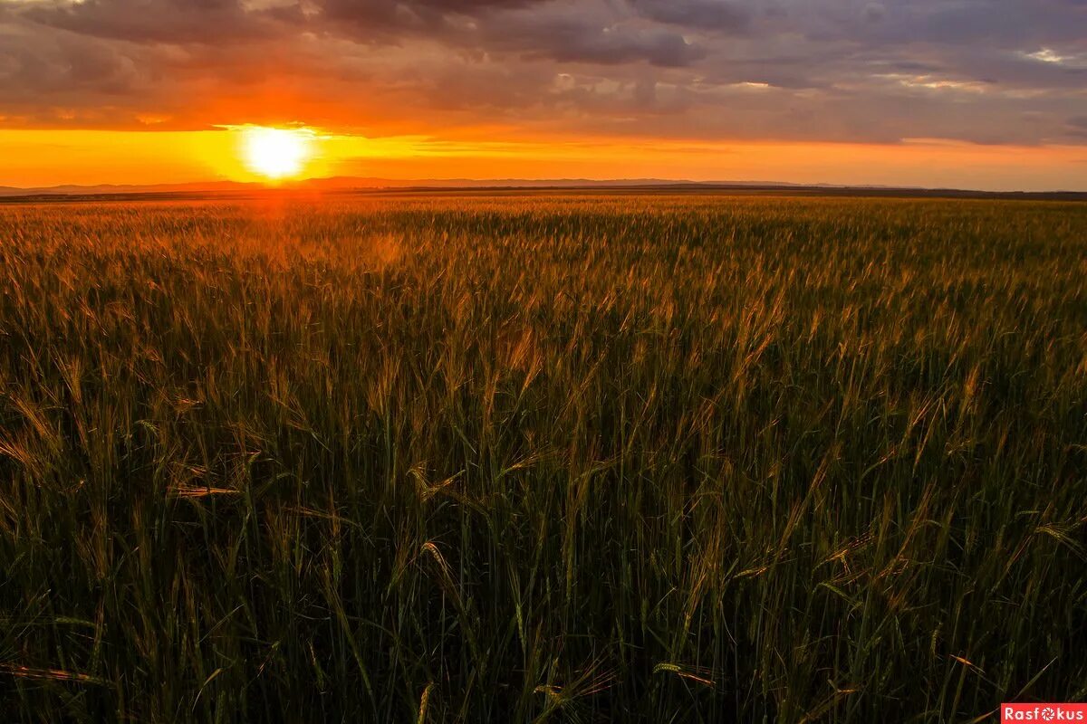 Трава на рассвете мдф 6мм лак. Поле ночью. Поле ржи вечером. Поле вечером. Поле ржи вечером.