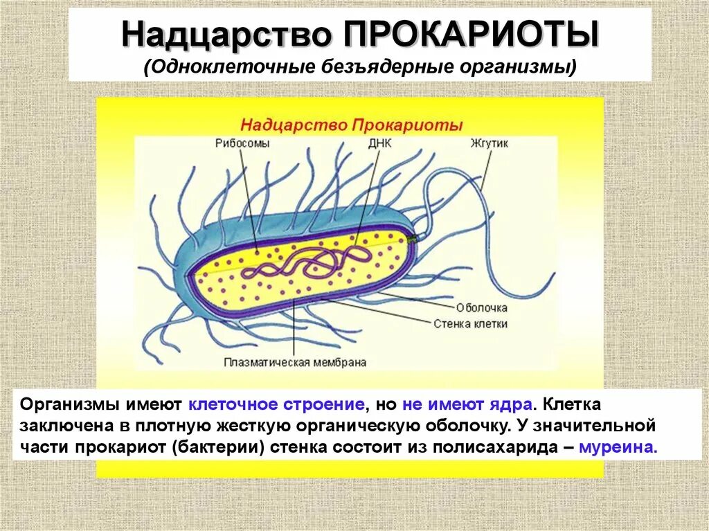 Доядерные прокариоты. Строение клетки прокариот бактерии. Строение бактерии прокариот. Прокариотическая клетка bacteria. Царство прокариотической клетки.