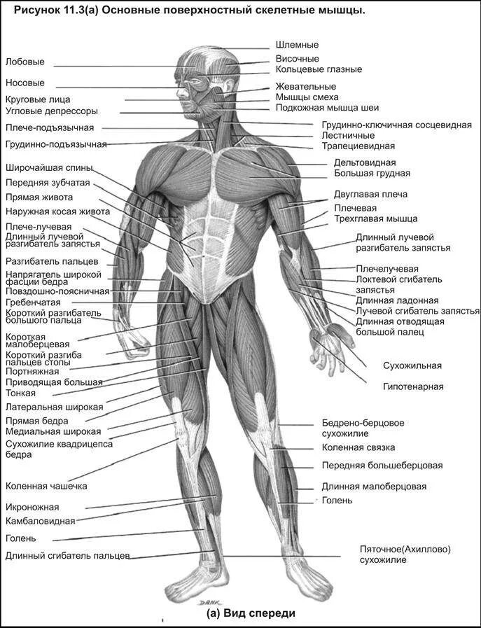 Последовательность мышечных элементов. Строение мышц вид сбоку.