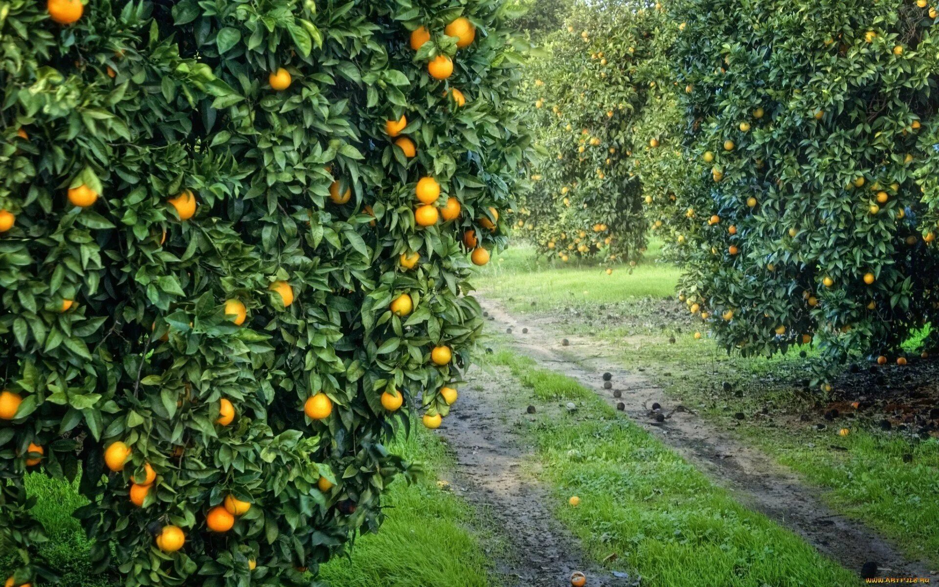 Плодовые насаждения. Апельсиновая роща в Кемере. Пицунда апельсиновая роща. Мандариновая плантация на Бали. Мандариновый сад Абхазия.