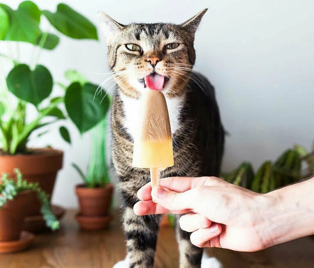 кошка есть мороженое. кот кушает. мороженое и кот. чёрный котик есть мороженое. кошка есть мороженое.