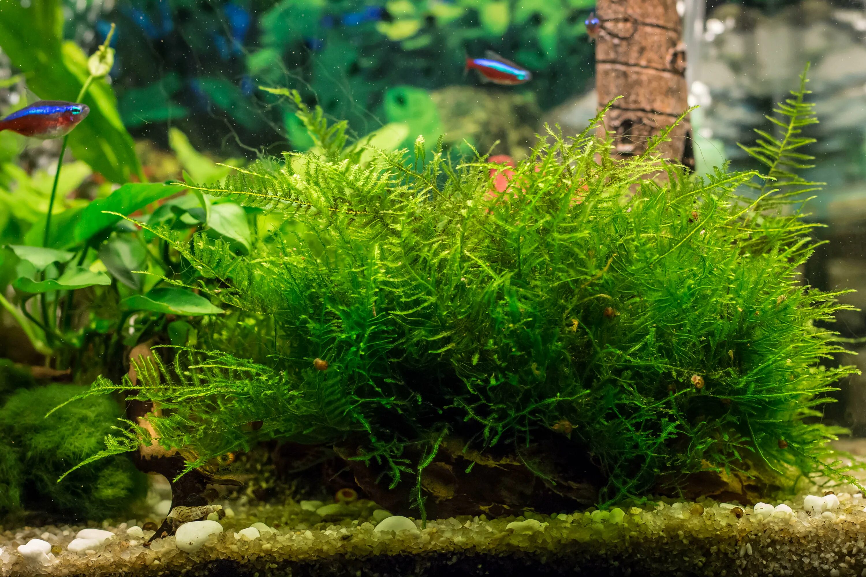 Мох яванский аквариумное растение. Мох яванский (java Moss). Анубиас и яванский мох. Яванский мох Taxiphyllum.