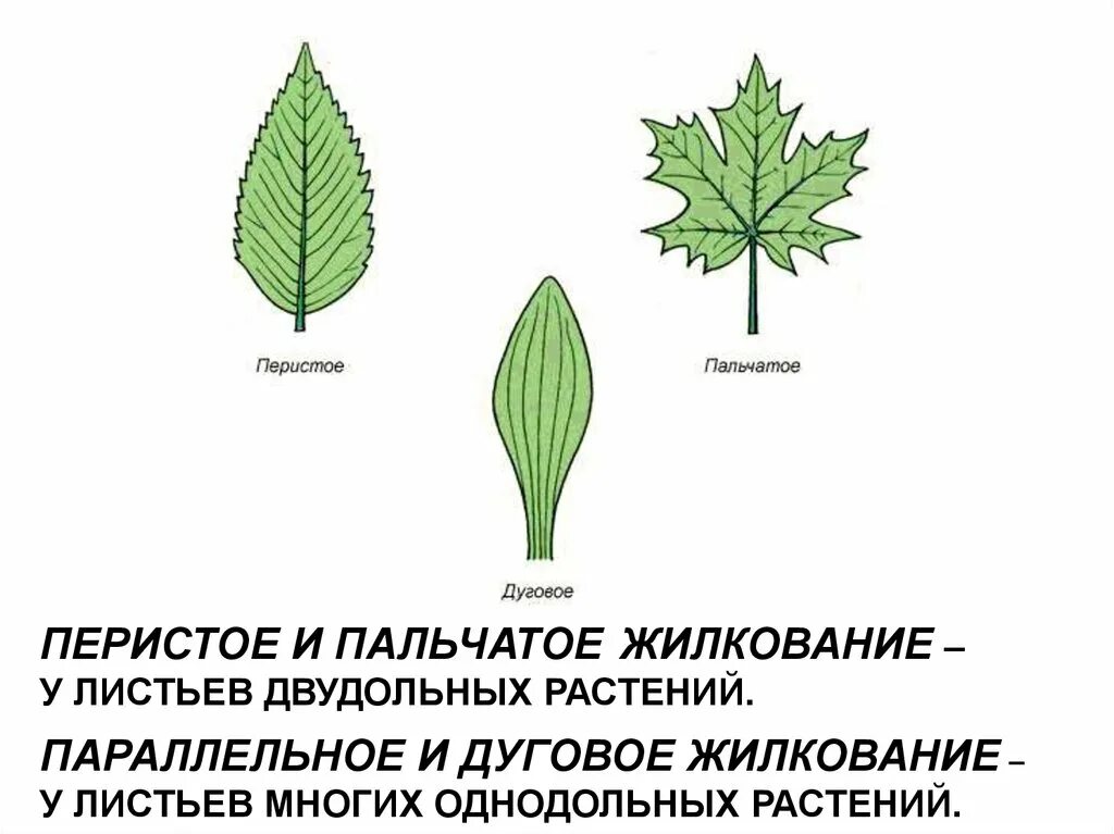 Сетчатое жилкование листьев имеют растения. Пальчатое жилкование листьев. Перистое и пальчатое жилкование. Палечное жилкование листа. Пальчатое жилкование листа.