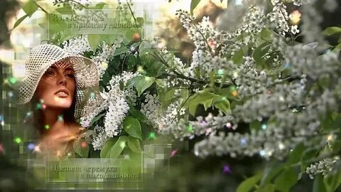 Ах черемуха белая ты наделала