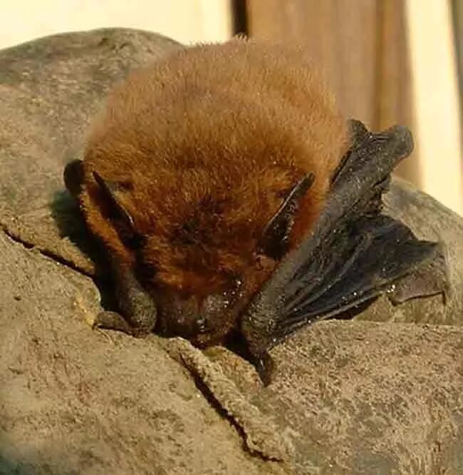 Лесной нетопырь. Летучая мышь нетопырь. Нетопырь-карлик pipistrellus pipistrellus. Нетопырь Натузиуса. Малый нетопырь летучая мышь.