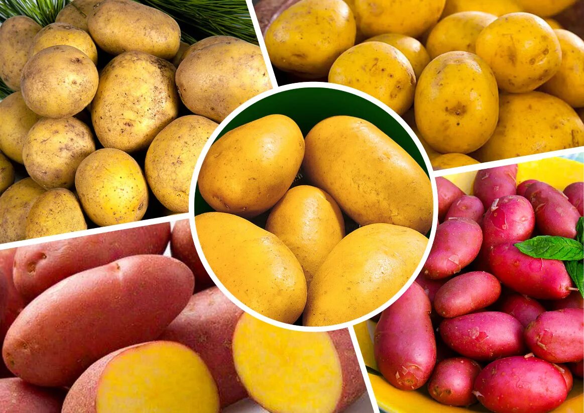 Картофель какой сорт вкуснее. Розара семена картофеля. Сорт картофеля колобок. Картофель лилея. Картофель семенной гулливер.