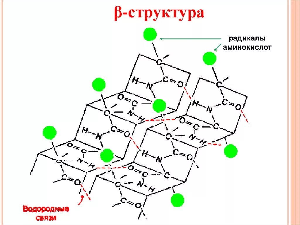 Бета слой вторичной структуры белка. Бета складчатость вторичной структуры белка. Вторичная структура белков бета структура. Бета складчатая структура белка.