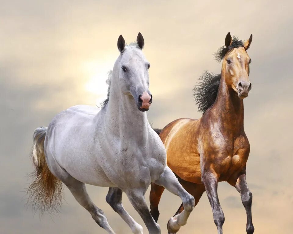 Несколько лошадок. Пара лошадей. Две лошади. Красивая пара лошадей. Две лошади бегут.