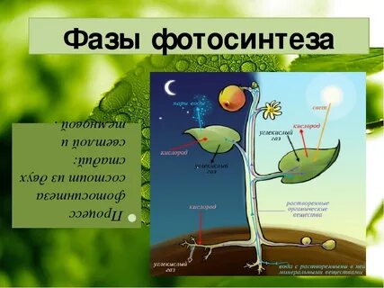 Фотосинтез фотоэффект
