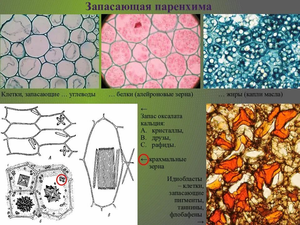 Растительная клетка запасает