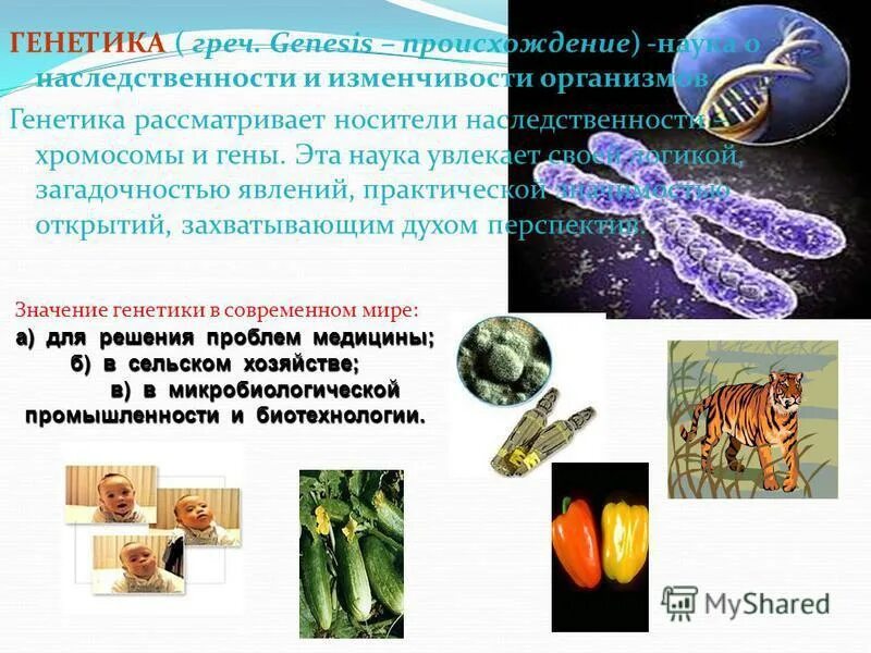 днк человека. человек состоит из энергии. геном человека.